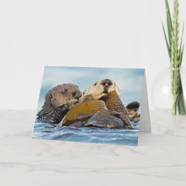 California Sea Otters in Morro Bay Karte (Vorderseite)