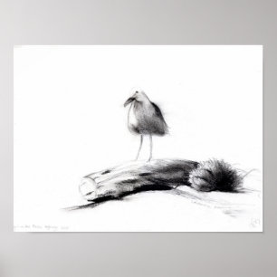 California Seagull 2012 Poster