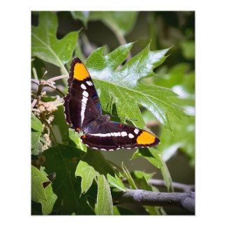 California Sister Butterfly auf Tree-Blätter Fotodruck