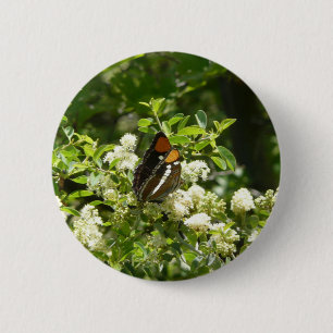 California Sister Butterfly in Yosemite Button