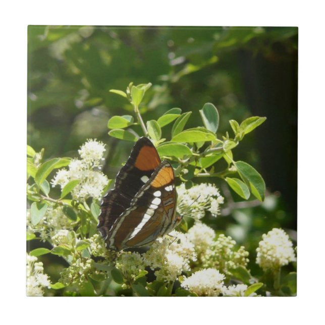 California Sister Butterfly in Yosemite Fliese (Vorderseite)