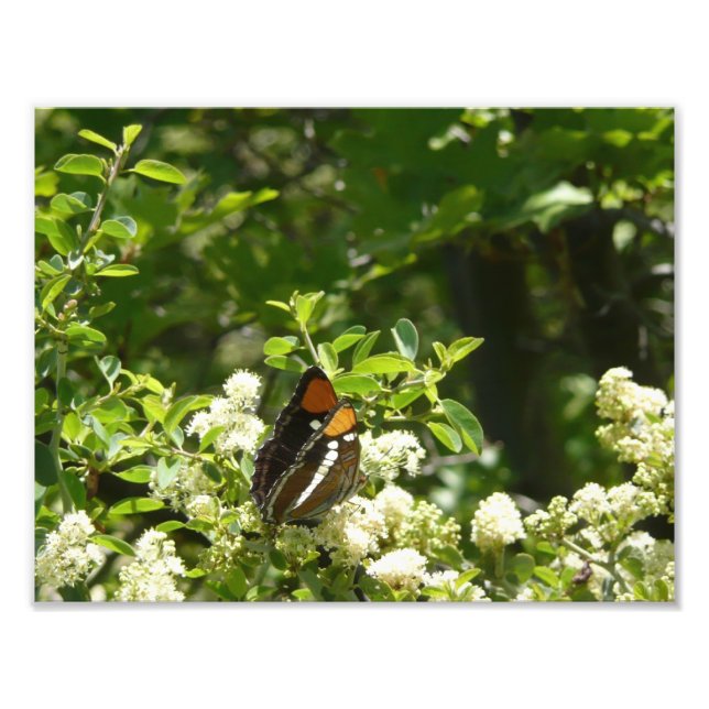 California Sister Butterfly in Yosemite Fotodruck (Vorne)