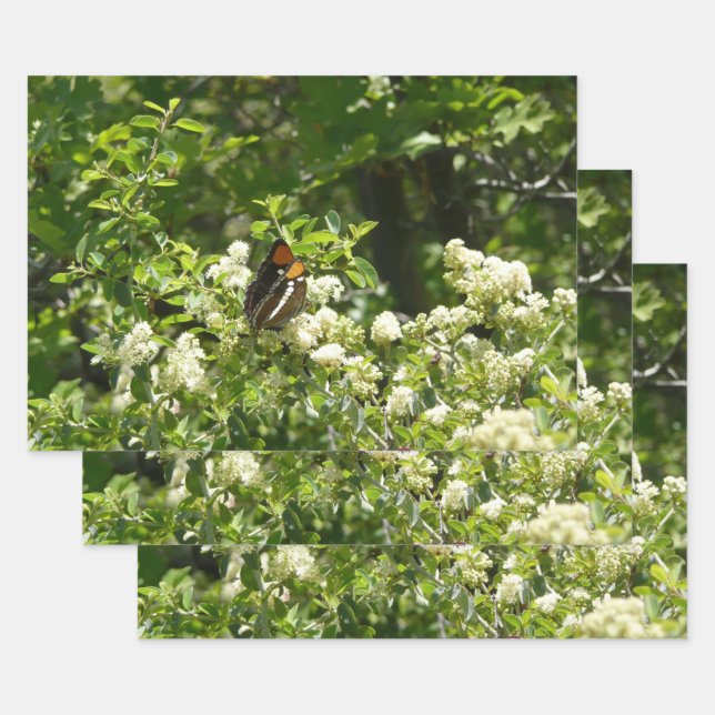 California Sister Butterfly in Yosemite Geschenkpapier Set (Set)