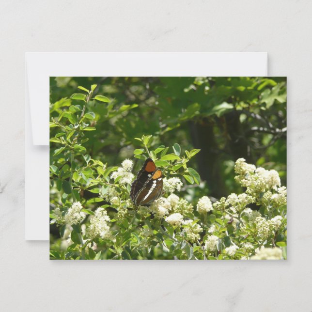 California Sister Butterfly in Yosemite Karte (Vorderseite)