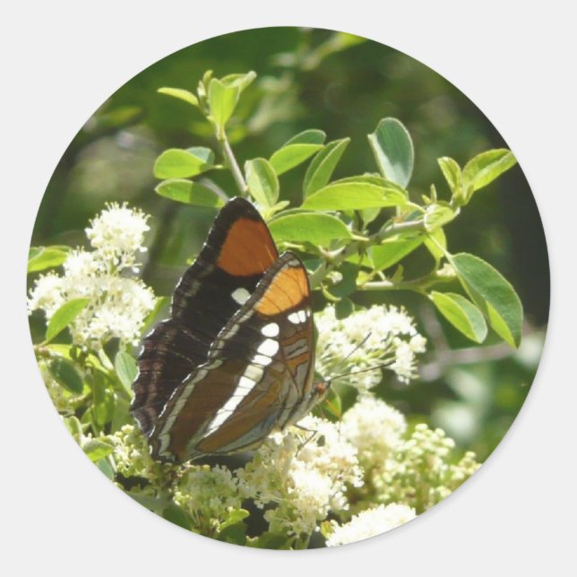 California Sister Butterfly in Yosemite Runder Aufkleber (Vorderseite)