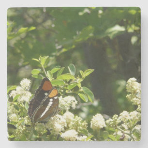 California Sister Butterfly in Yosemite Steinuntersetzer