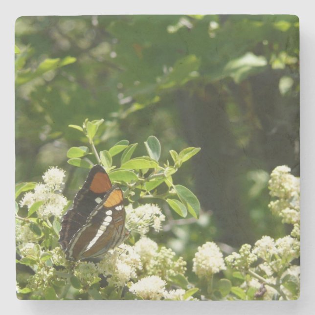 California Sister Butterfly in Yosemite Steinuntersetzer (Vorderseite)