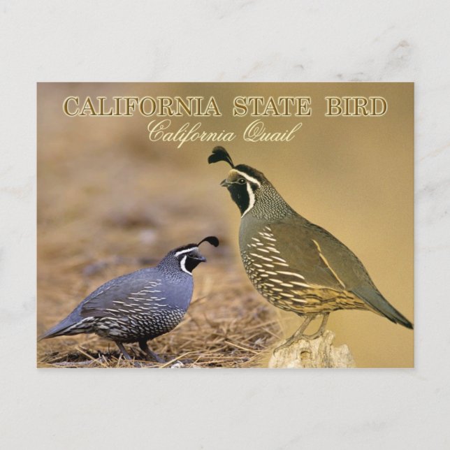 California Staat Bird - California Quai Postkarte (Vorderseite)