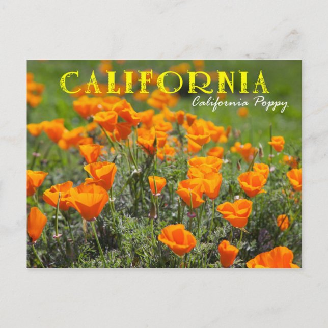 California Staat Blume: California Poppy Postkarte (Vorderseite)