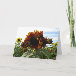 California Sunblumen Karte