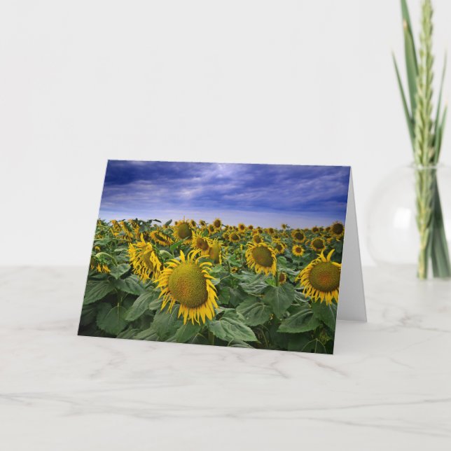 California Sunflower Fields Karte (Vorderseite)
