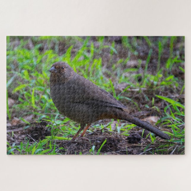 California Towhee (Horizontal)