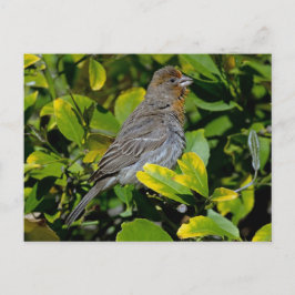 California Towhee Postkarte