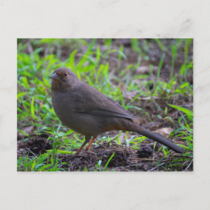California Towhee Postkarte