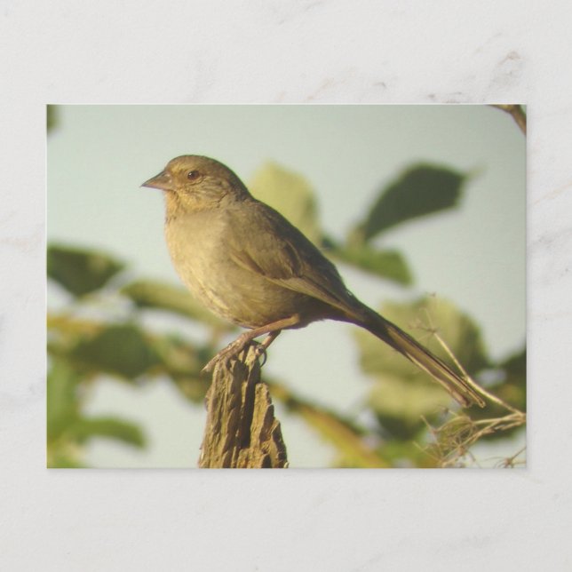 California Towheed Postcard Postkarte (Vorderseite)