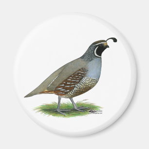 California Valley Magnet