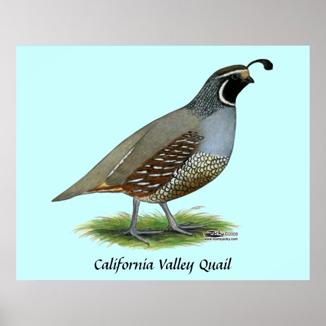 California Valley Poster (Vorne)