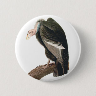 California Vulture (Condor), Audubon Fine Art Button