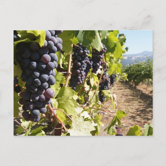 California Wine Country Postkarte (Vorderseite)