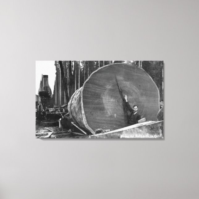CaliforniaMan Posing by Cut Redwood Log Leinwanddruck (Vorderseite)