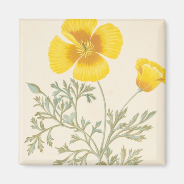 Californian Escholtzia Magnet (Vorne)