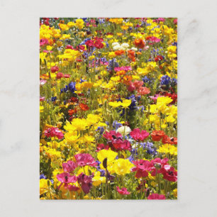 Californian Poppies Postkarte