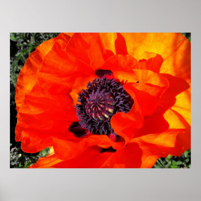 Californian Poppy Poster (Vorne)