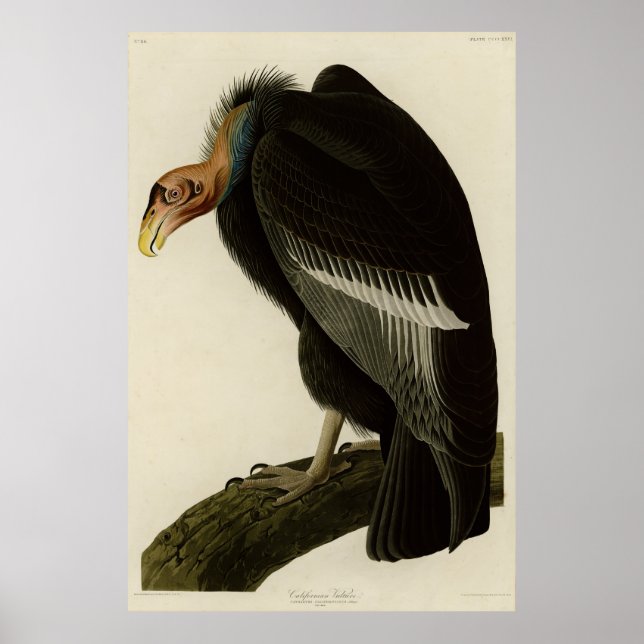 Californian Vulture from Audubon Birds of America Poster (Vorne)