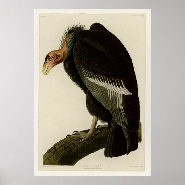 Californian Vulture Poster (Vorne)