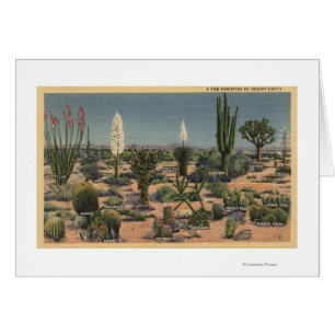 CaliforniaVarieties der Wüsten-Kakteen