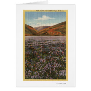 CaliforniaWild Lupine-Blumen in der Blüte
