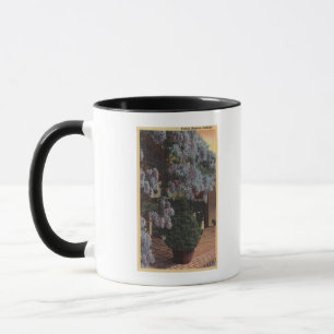 CaliforniaWisteria Pflanze in der Blüte Tasse