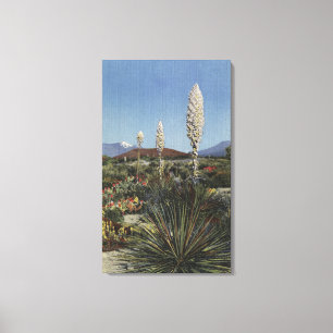 CaliforniaYucca Kakteen in der Blüte in der Wüste Leinwanddruck