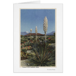Californie Cactus du Yucca en fleurs dans le déser
