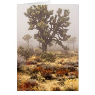 Californie : monument national de Joshua Tree,