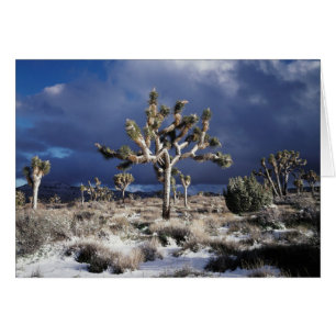 Californie, parc national de Joshua Tree