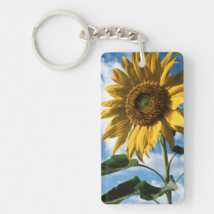 Californie, Un Tournesol Mammouth (Helianthus) 2