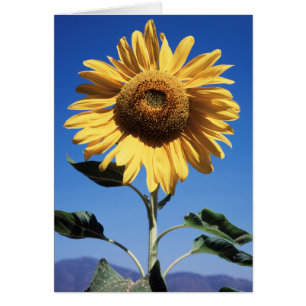 Californie, Un Tournesol Mammouth (Helianthus) 3