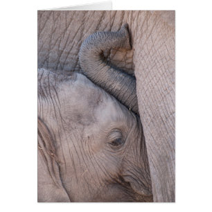 Câlins de bébé éléphant