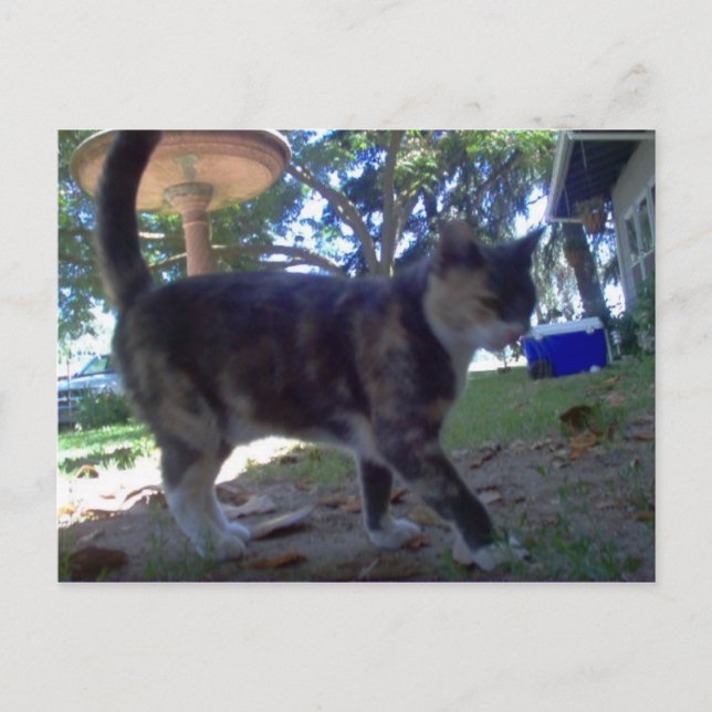 Caliope Postkarte (Vorderseite)