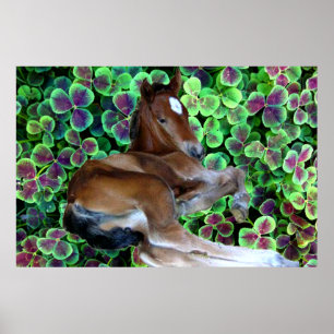 CALISTA IN KLEE Plakat