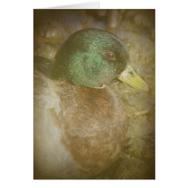Call Duck Drake (Devant)
