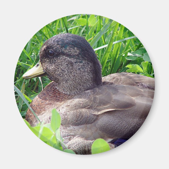 Call Duck Drake Magnet (Vorne)