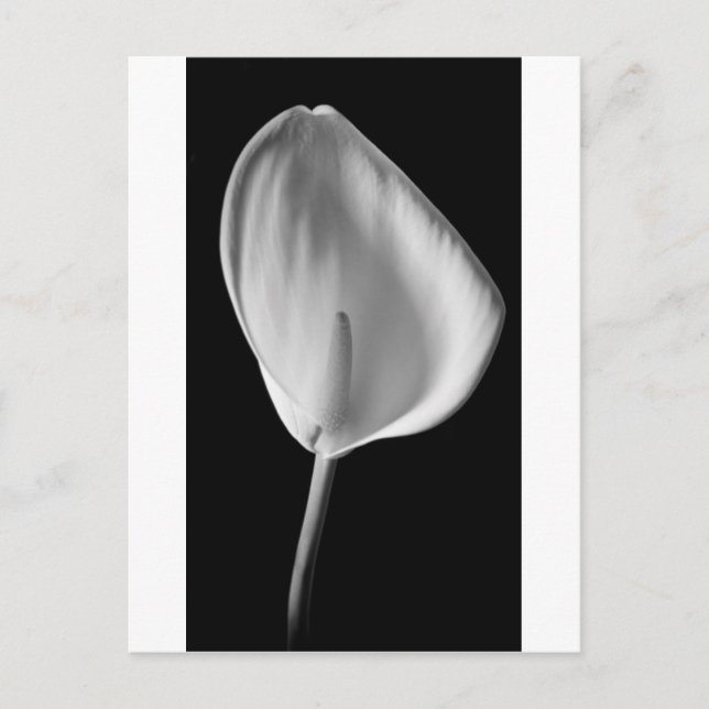 Calla #2 postkarte (Vorderseite)
