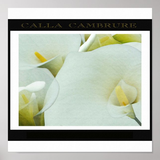 Calla_Cambrure Poster (Vorne)