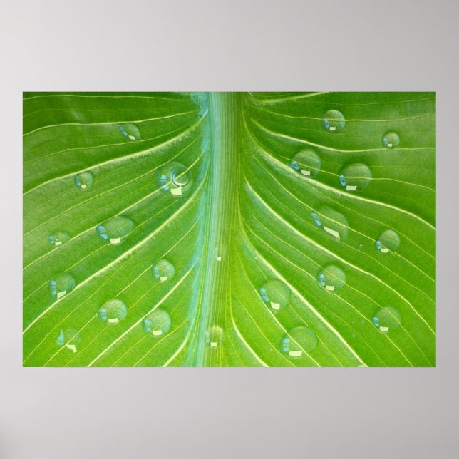 Calla leaf with dew drops close-up poster (Vorne)