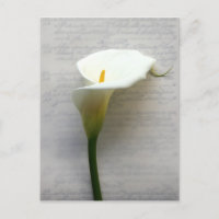 Calla Lilie auf alten Postkarten