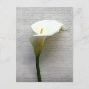 Calla Lilie auf alten Postkarten