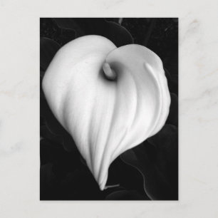 Calla-Lilie in Schwarzweiss Postkarte