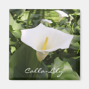 Calla-Lilie Magnet